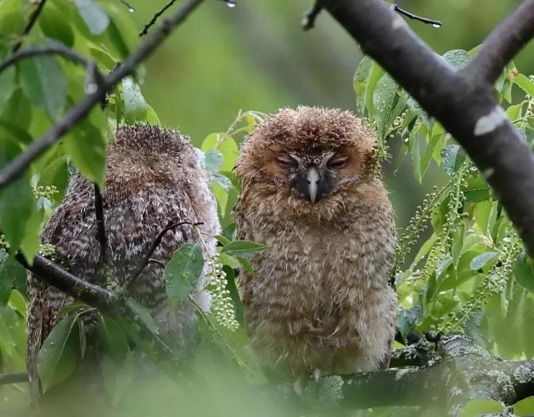 可爱动物照片合集,澳大利亚动物合集