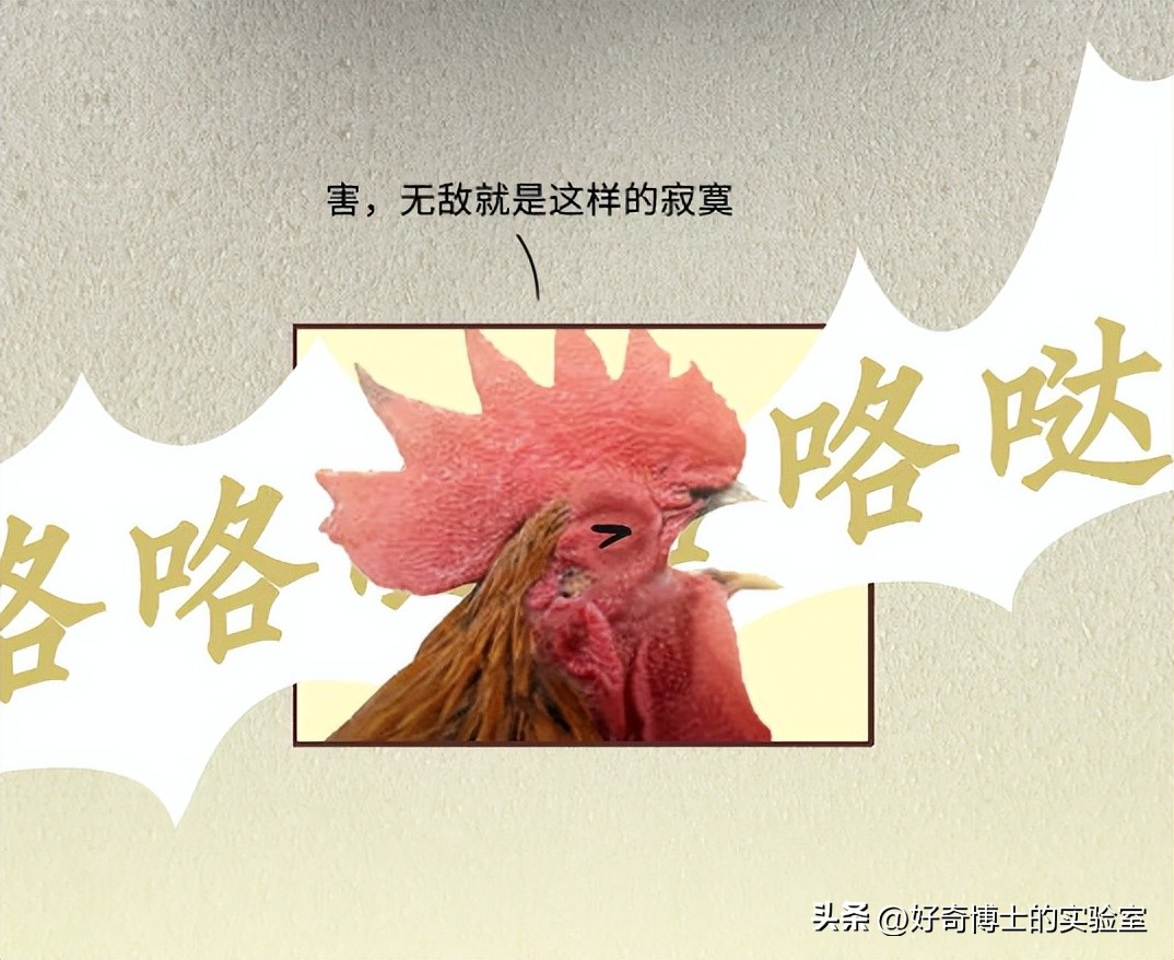 母鸡下蛋后为什么会咯咯叫，是因为屁股疼吗？