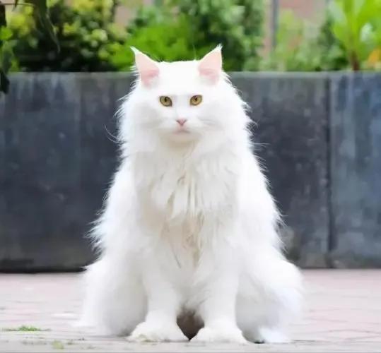 美短猫咪有几种品种,你了解的猫咪品种有几个