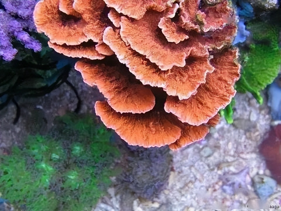 海水珊瑚缸鹦鹉螺,海水缸珊瑚视频大全