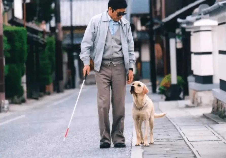 用了上百年的导盲犬，被网友们喷成了一场*局骗**，且不如电子盲杖？