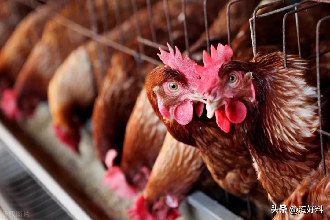 合作养殖鸡骗局,合作养殖鸡苗有上当受骗的吗