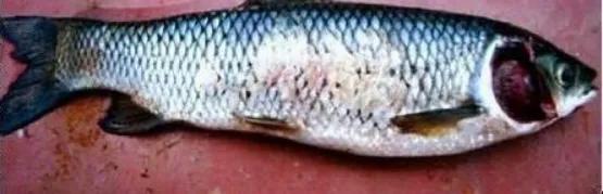 鱼类赤皮病的治疗方法,观赏鱼赤皮病症状图片