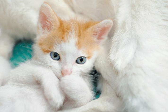 猫咪呕吐的原因及处理方法,猫咪呕吐的原因及处理办法