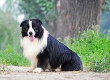 第一次养狗狗哪种狗狗适合新手养,几个月的狗狗适合新手养