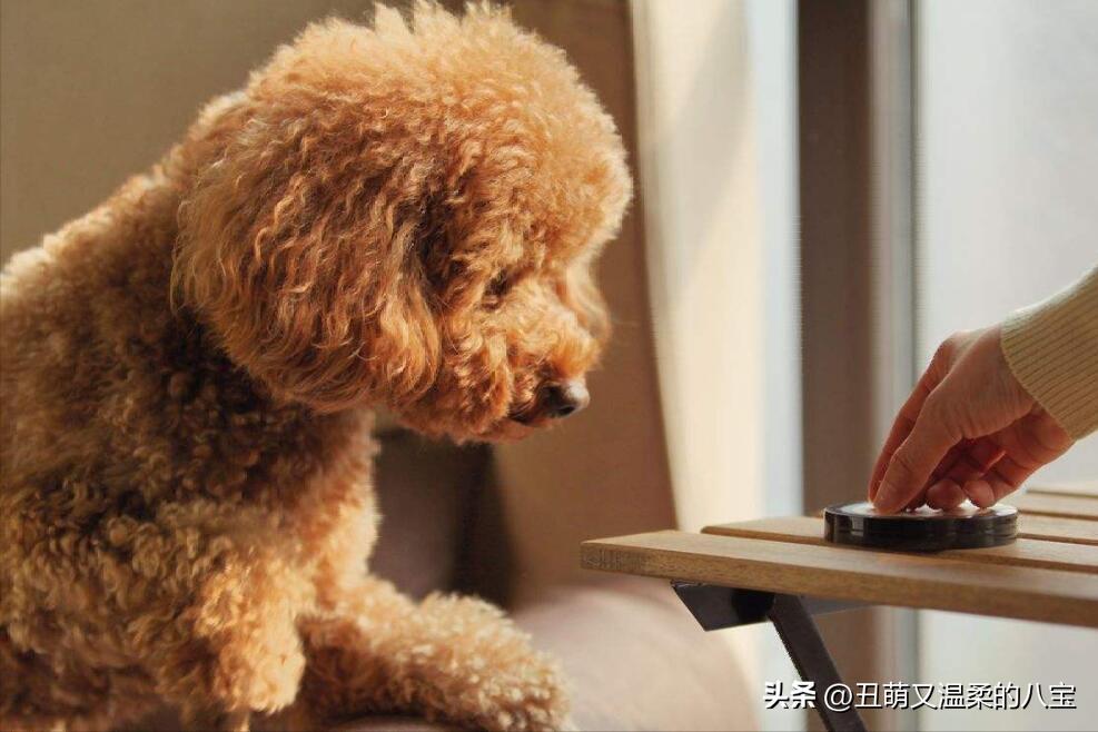 泰迪拉稀最佳治疗方法,成年泰迪突然拉稀带血怎么治疗