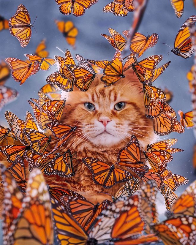 如何选择最适合你的宠物：狗和猫的区别与特点分析