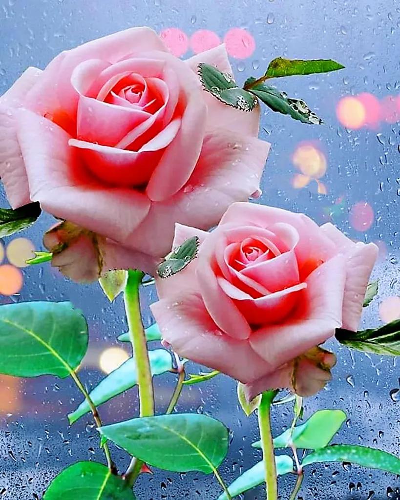 玫瑰是爱情的使者,玫瑰是每个女人的最爱