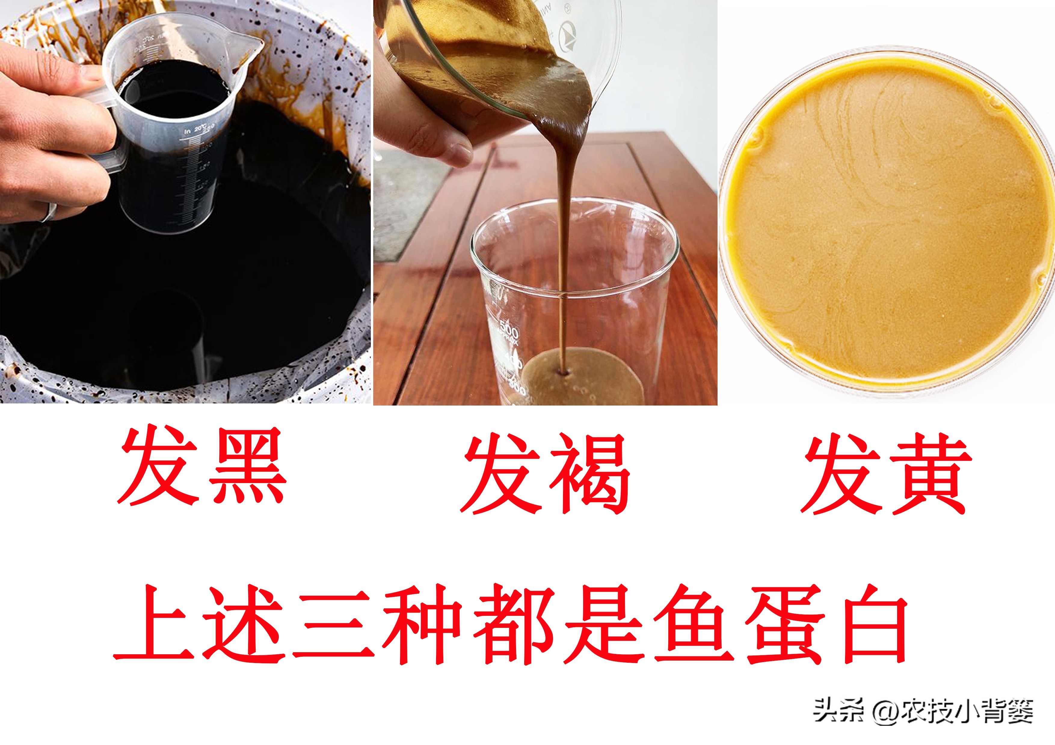 颜色不同的蛋白,各种规格鱼蛋白