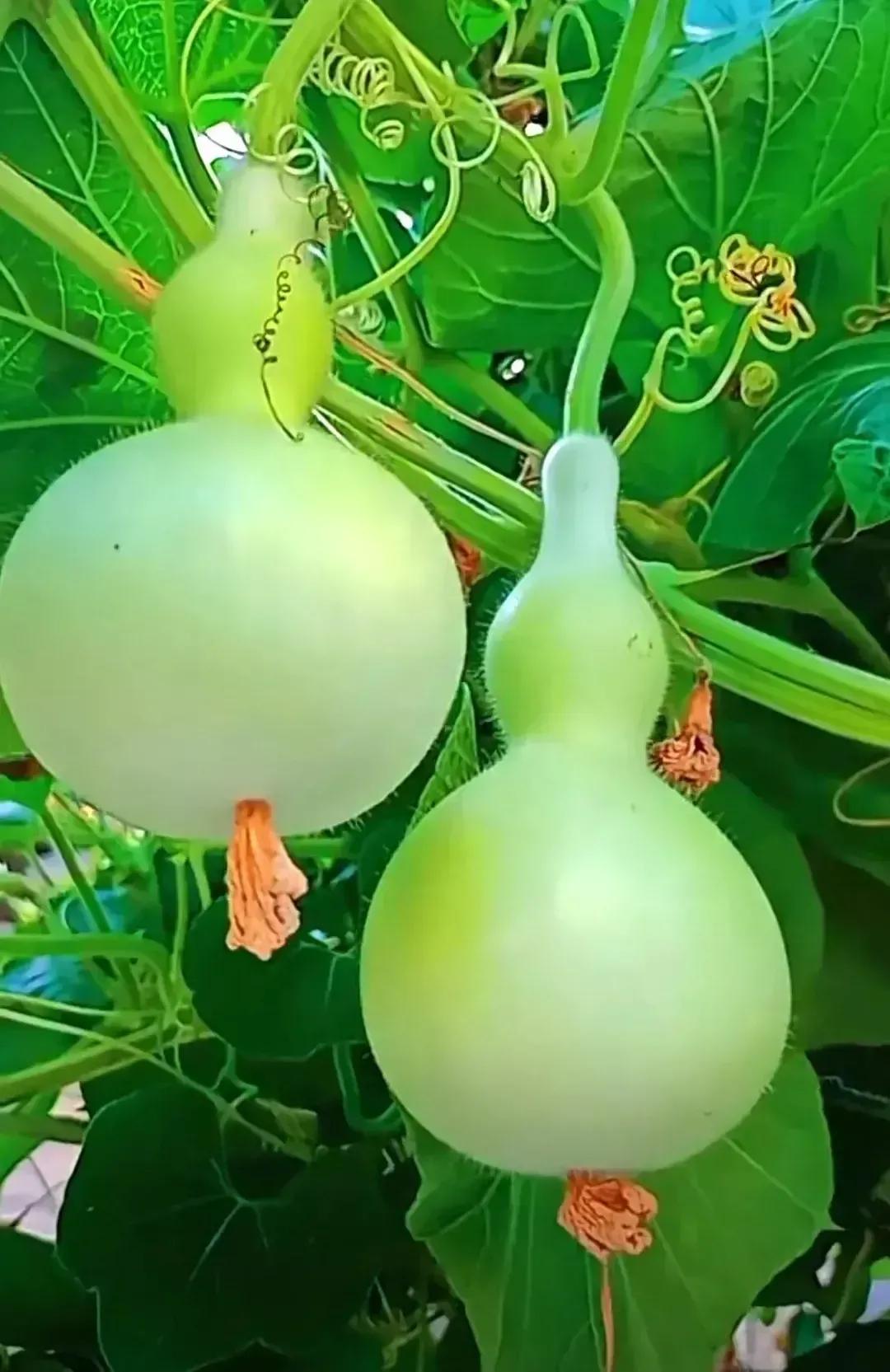 小碧潭,小潭美景