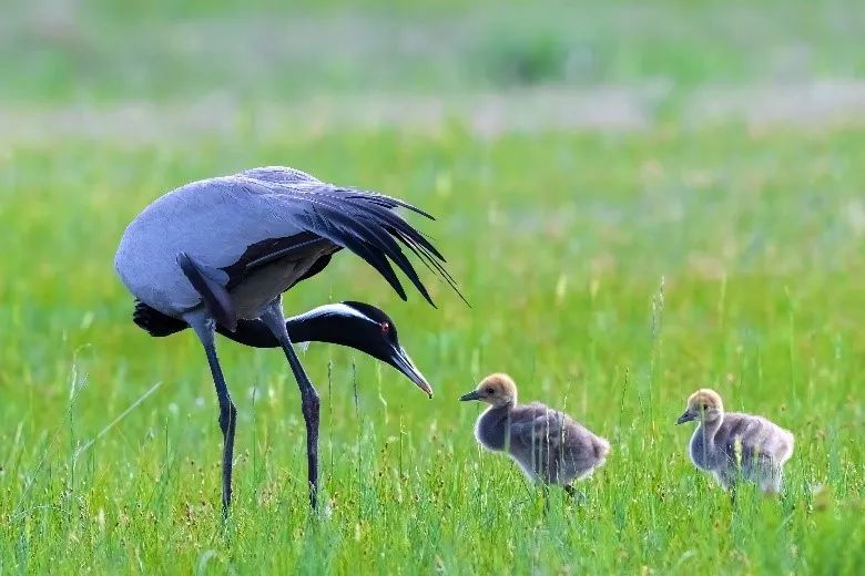 黑龙江有多美好图片,记忆中的黑龙江图片