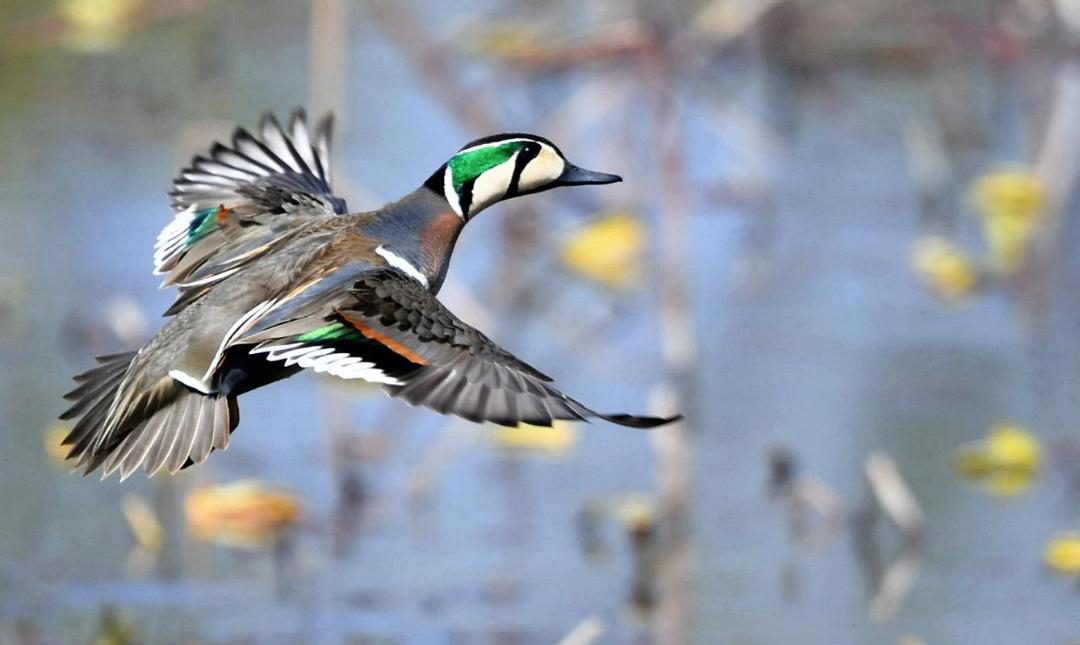 邛海鸟类保护动物名录,邛海动植物有哪些