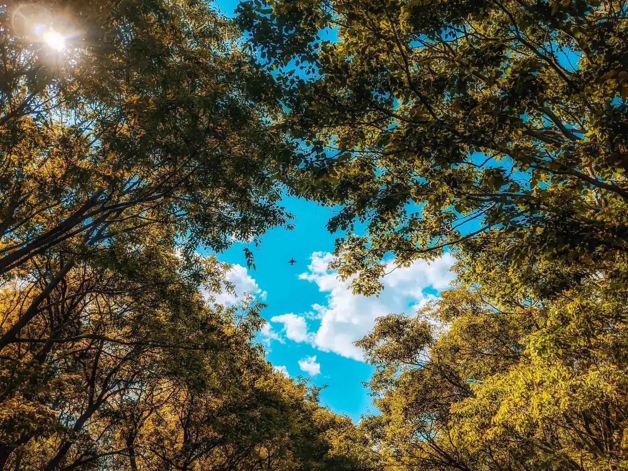 农历2022年十月初一壬寅虎年,2022年日历壬寅虎年