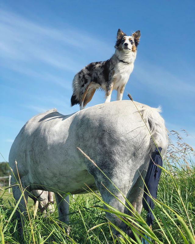 边牧和澳牧的混血狗狗,漂亮狗狗澳牧