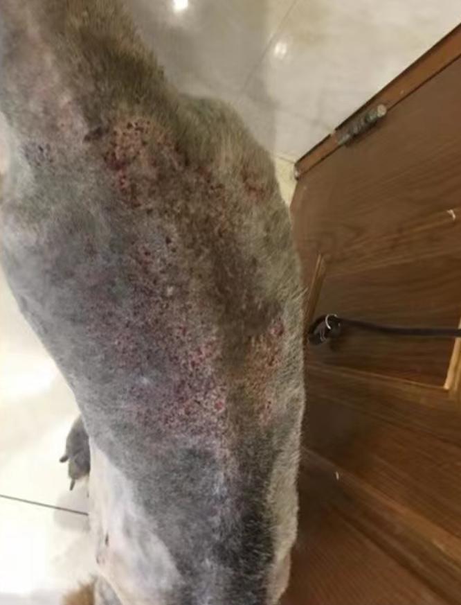 妈咪爱免疫营养宠物日粮挑战重度非健康犬实例