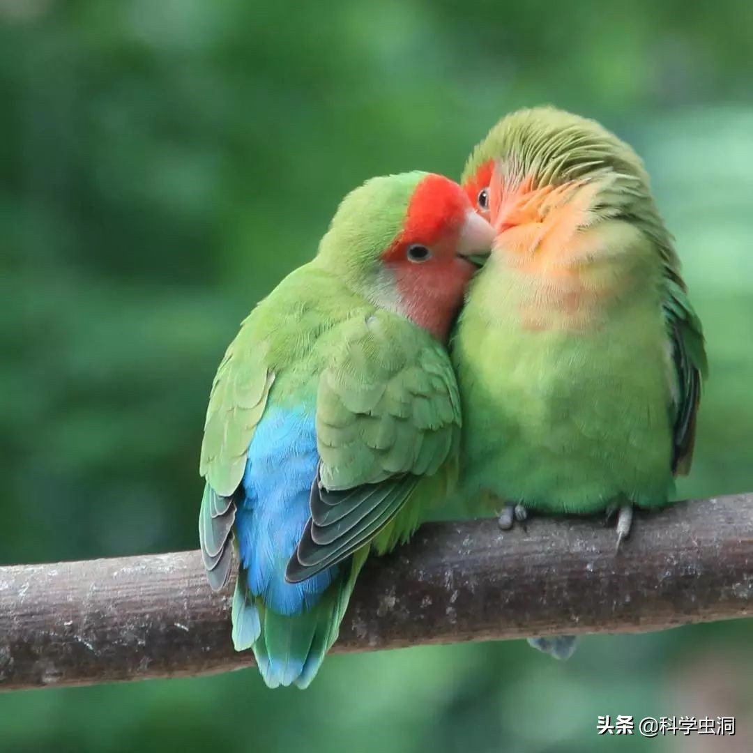 养乌龟判刑,养乌龟被判刑把乌龟送走