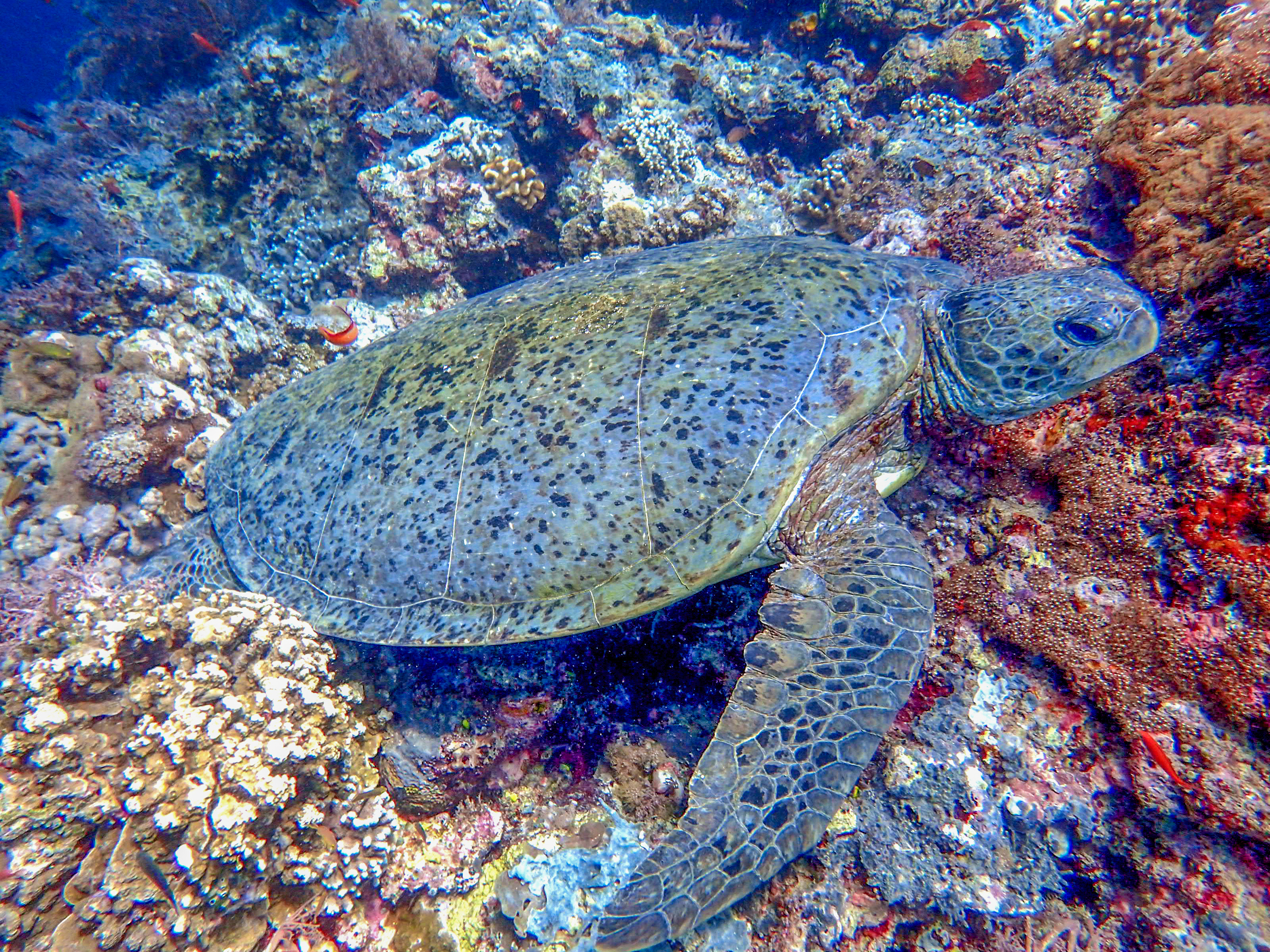 马来西亚仙本那海底,潜水马来西亚仙本那