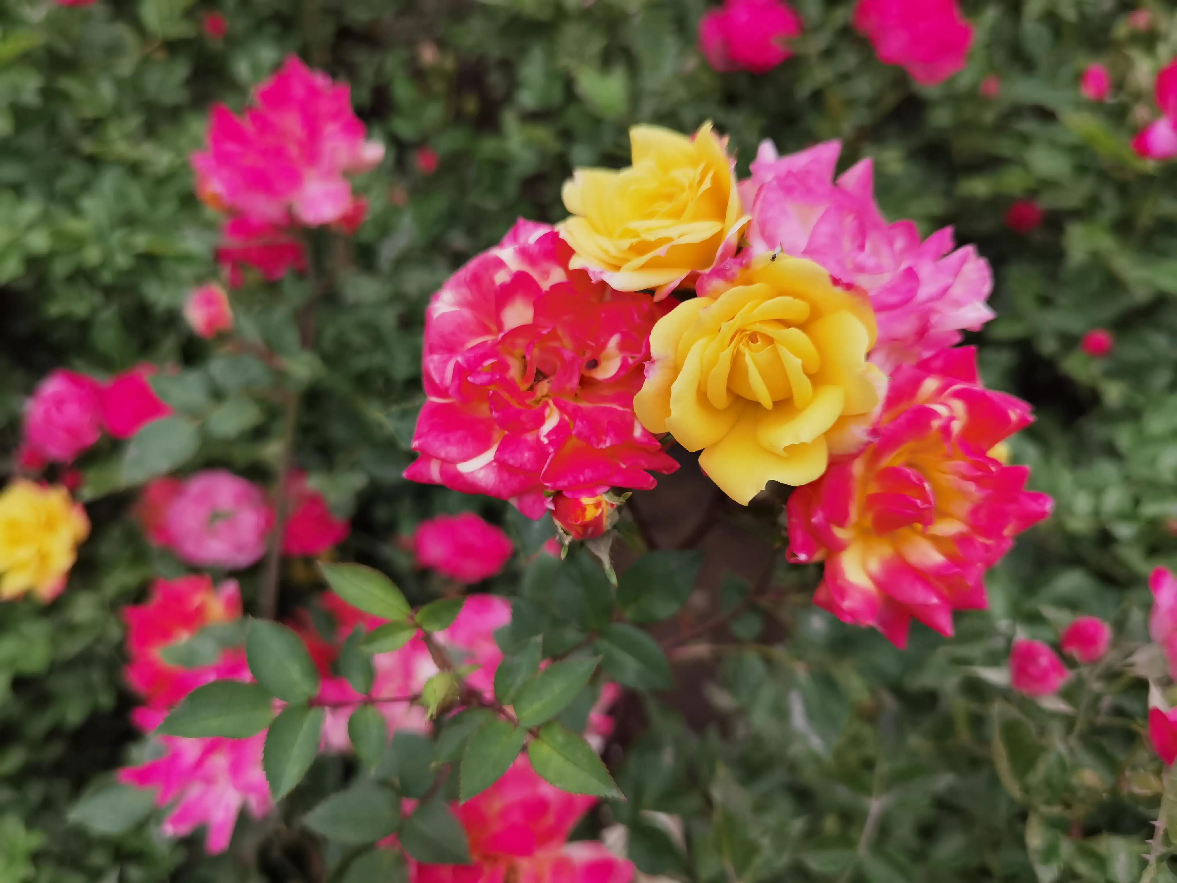 看图猜成语红包提现,成语看图猜红包领取不了