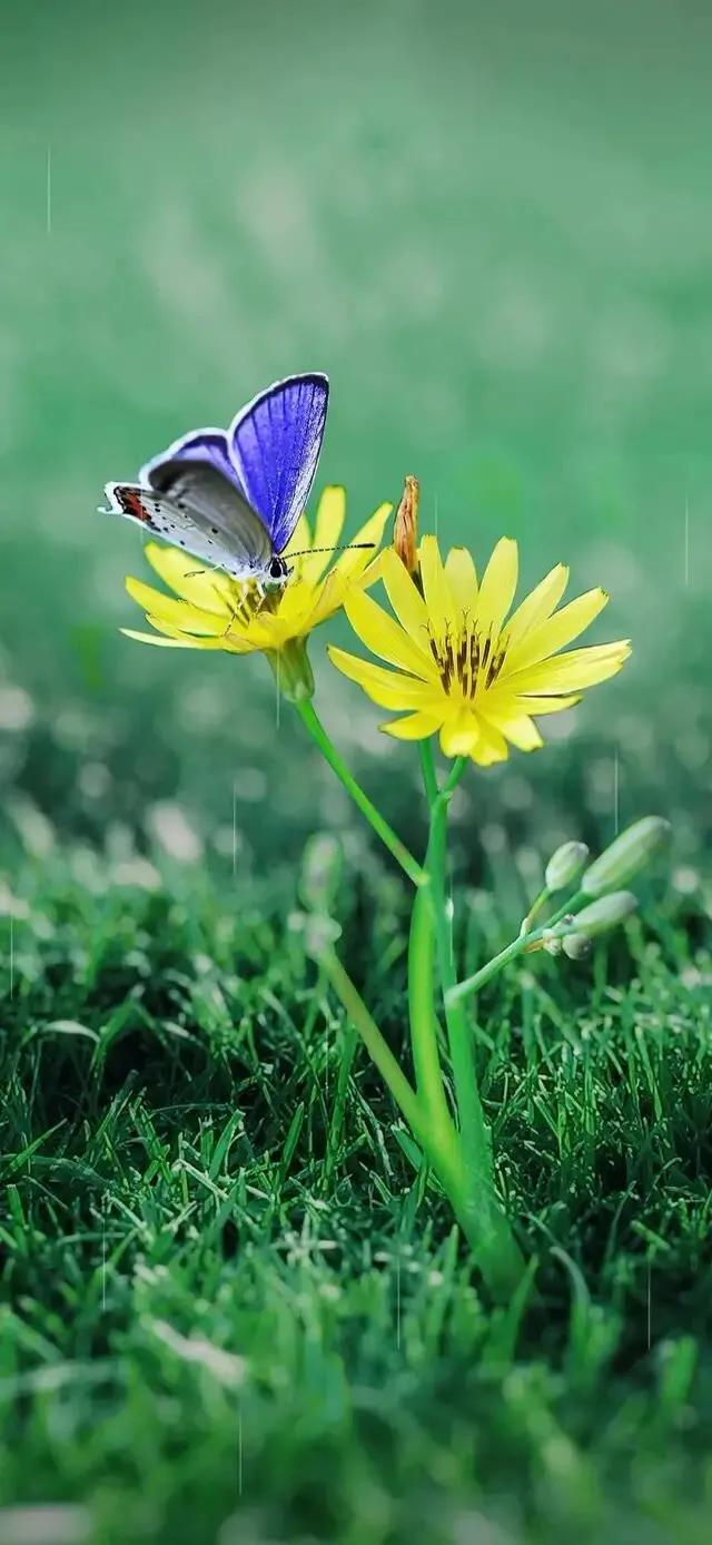 护眼壁纸动态壁纸高清全屏90帧,华为绿色养眼护眼壁纸