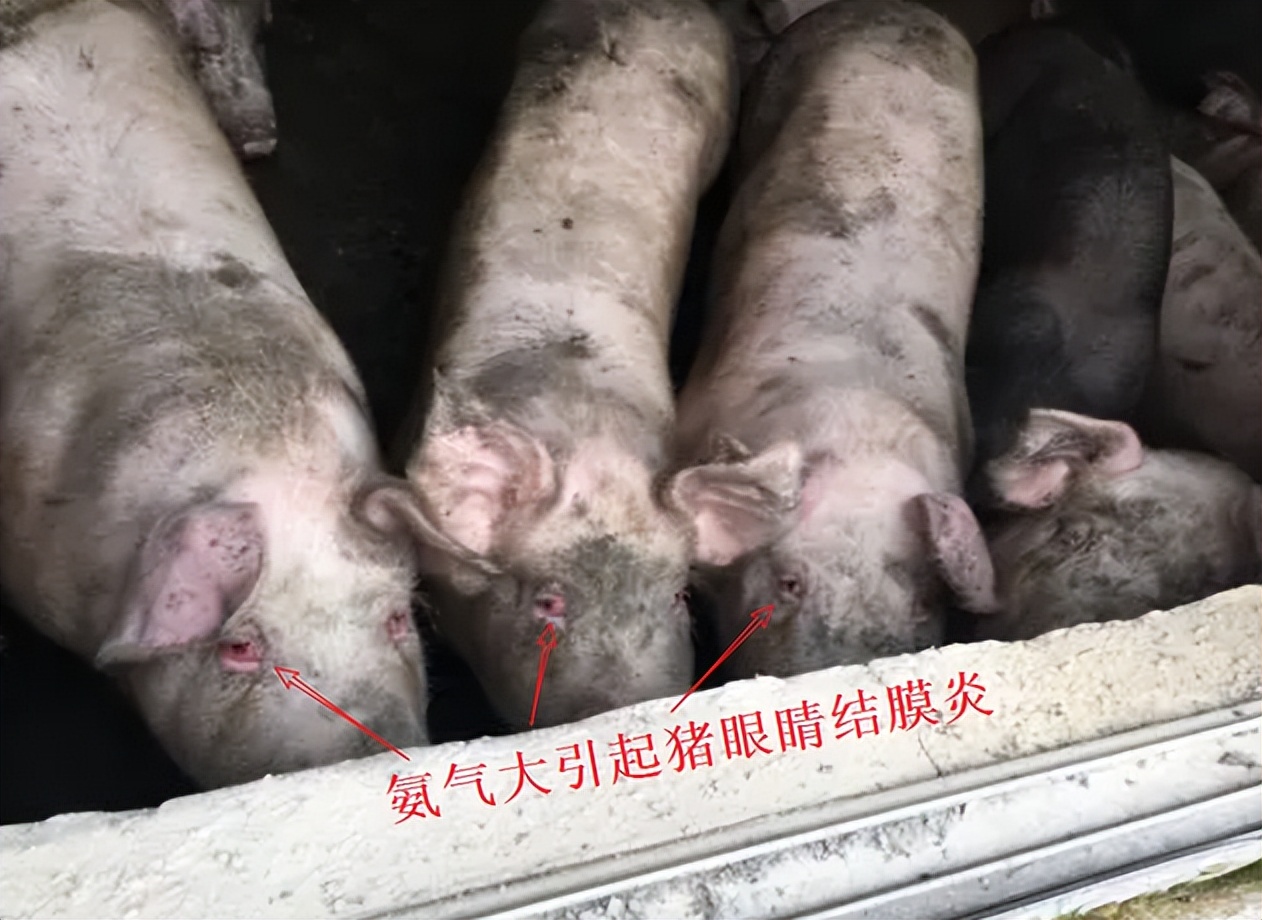 加盟养猪场多少钱,加盟合作养猪场