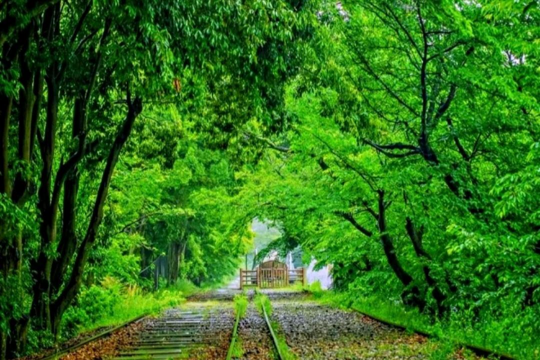 少数民族预科班通过的概率,高考少数民族预科班