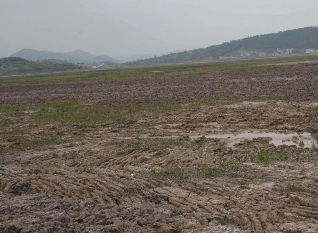 五一回老家，土地被流转了，是谁在割农民的韭菜？