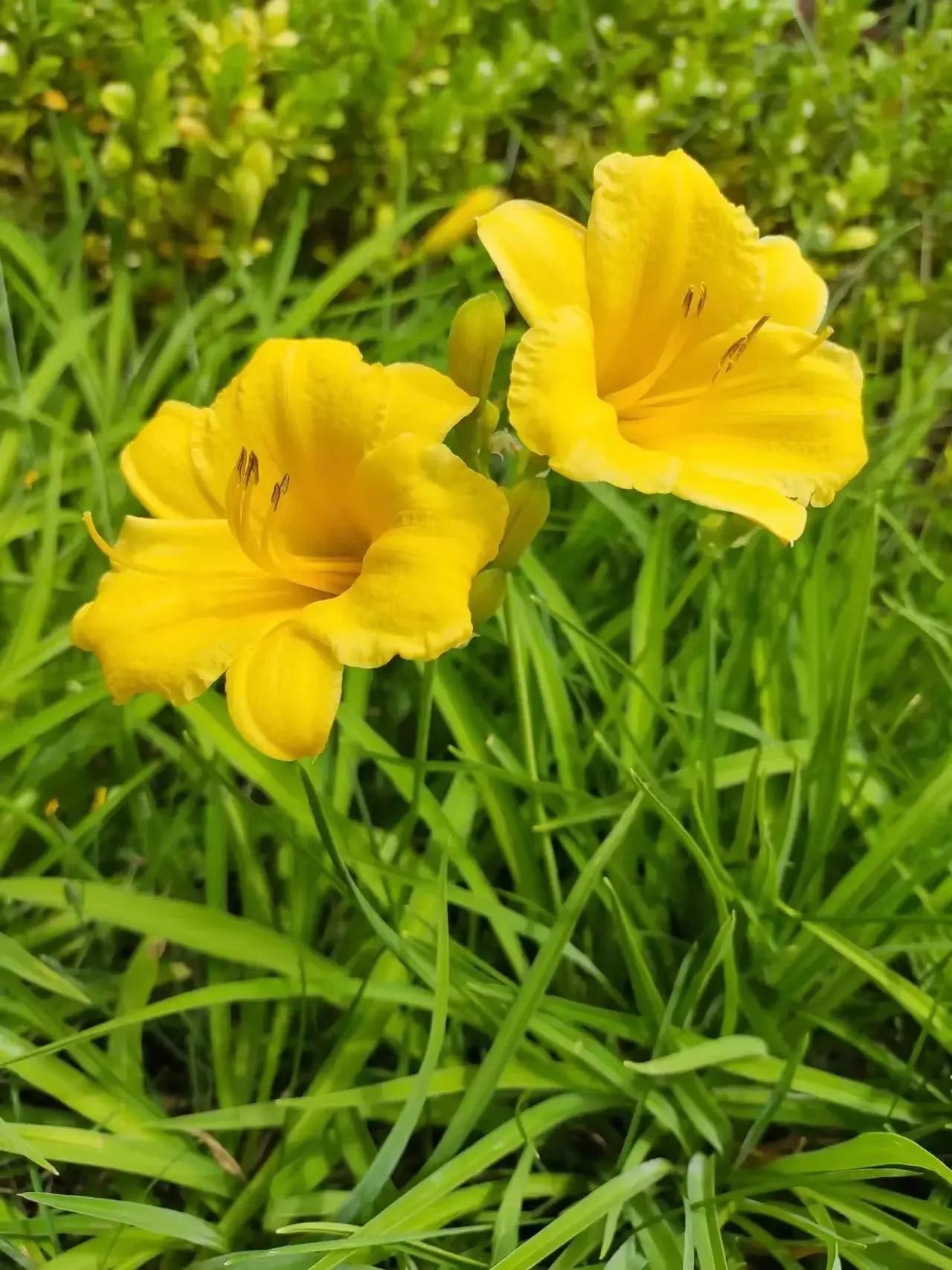 优美的萱草花,大花萱草好看的品种