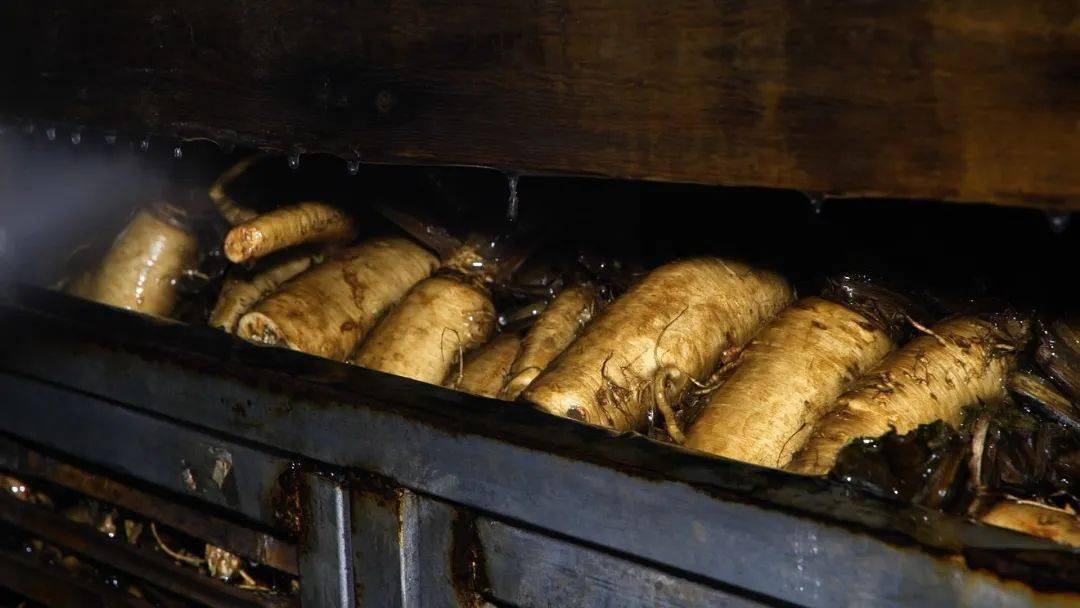 大叔摸黑种芽球菊苣，攻克芽球菊苣种植难题，一年销售额5000万元