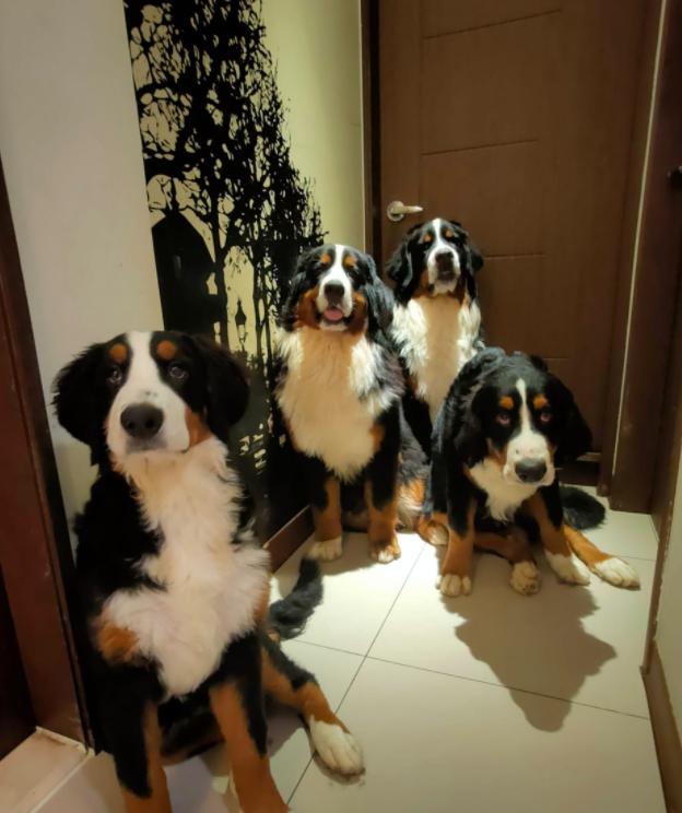 狗狗半夜无故吠叫，主人查看监控吓坏了：门把手在动