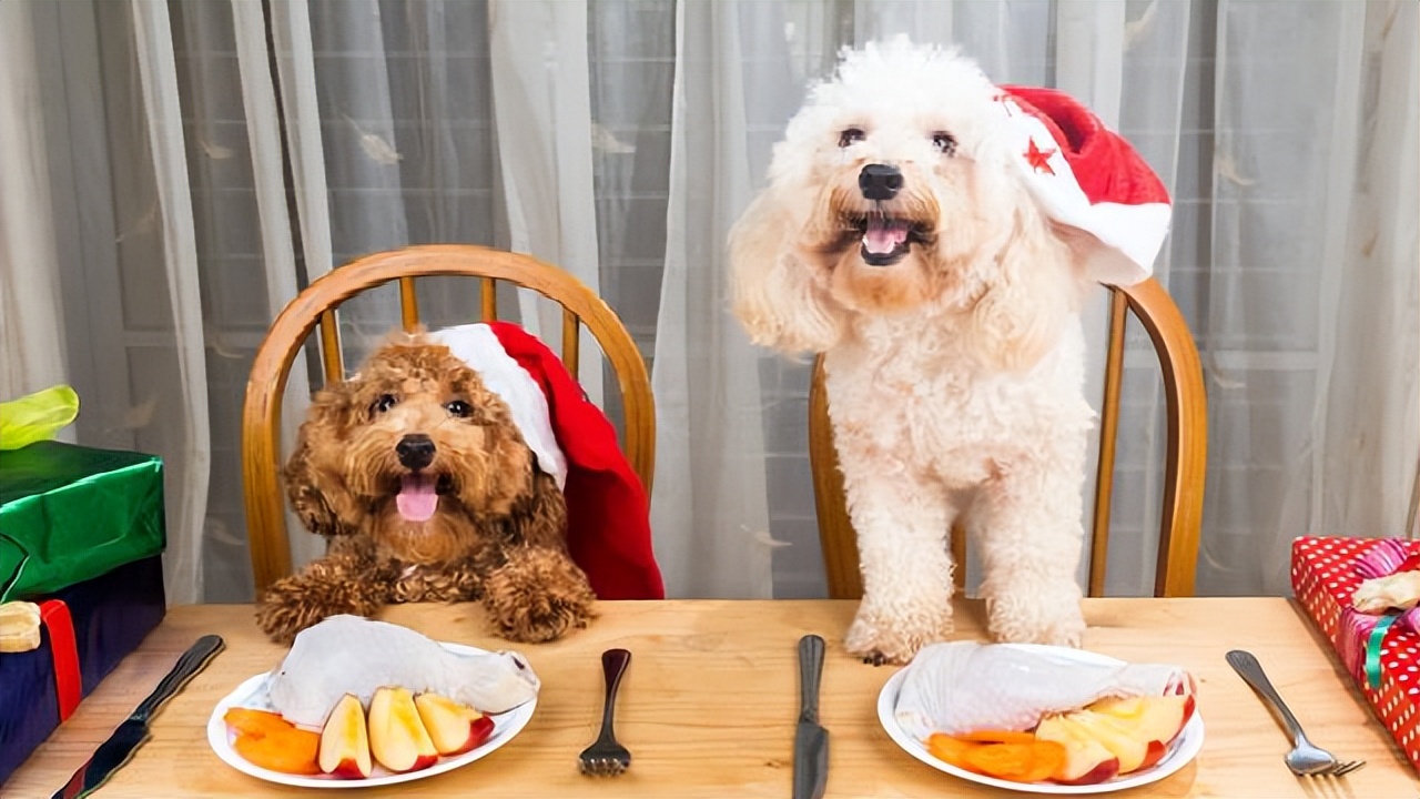 如何预防贵宾犬挑食,贵宾犬挑食不吃食