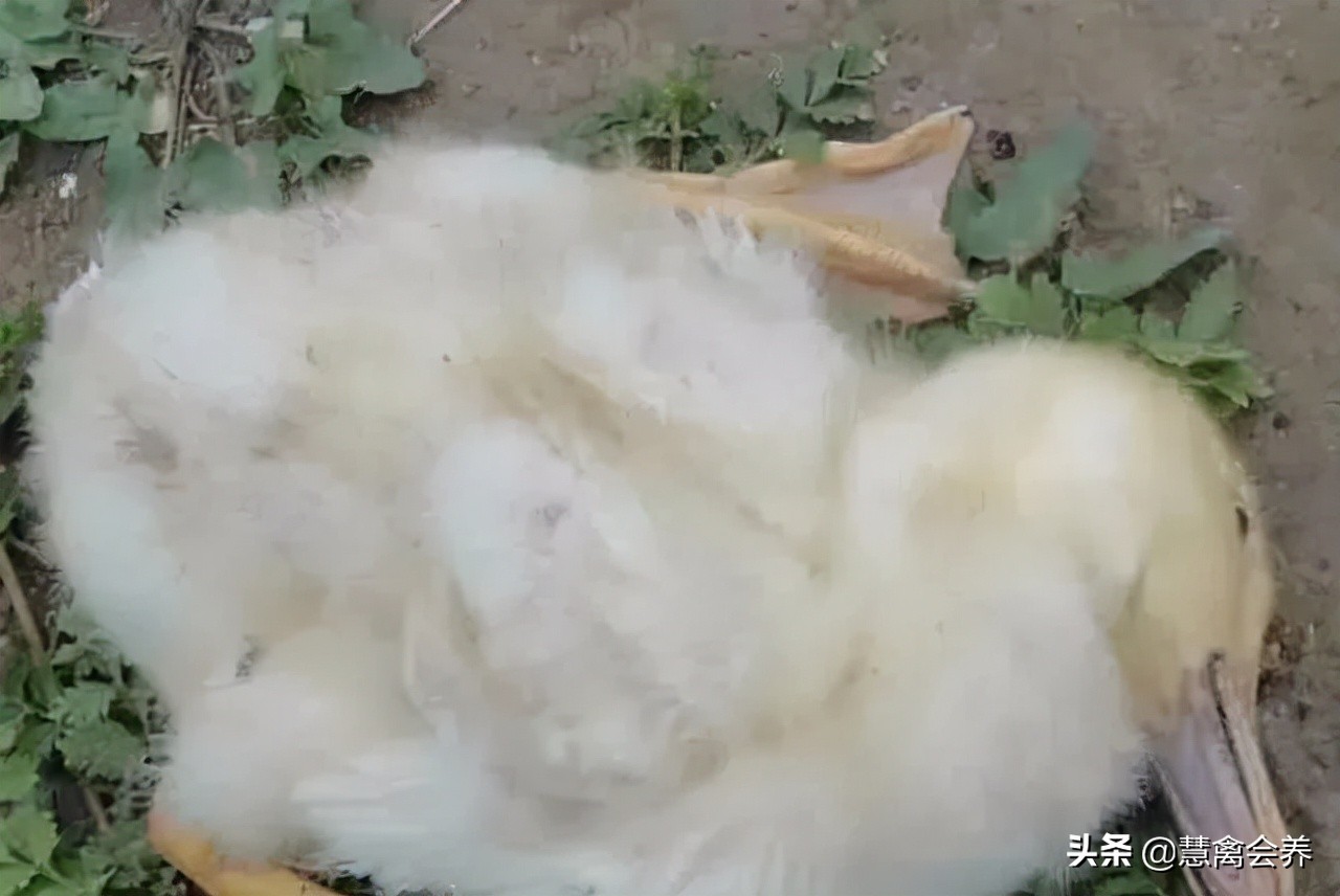 浆膜炎！浆膜炎！老病新看，深入了解，彻底解决