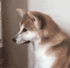 狗狗常见的4种“交配”方式，网友直呼：绝了