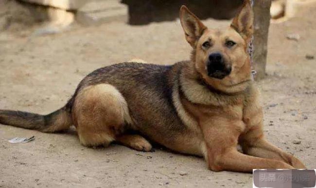 养了15年的狗突然不认识了,成年狗养了3天能找到家吗