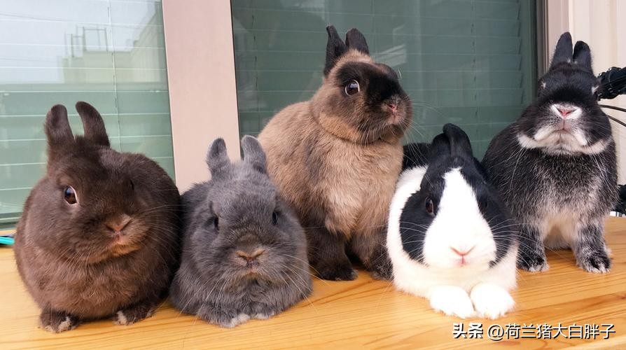 兔子啃墙怎么回事,兔子啃后腿什么原因