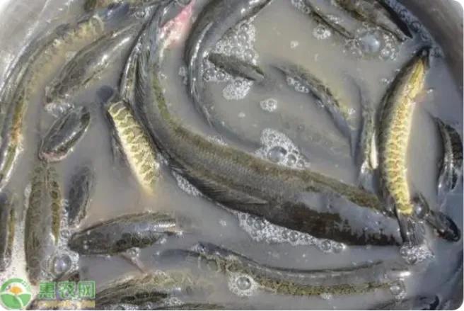 黑鱼死亡小鱼还能活吗,黑鱼饿瘦成了蝌蚪后续原视频