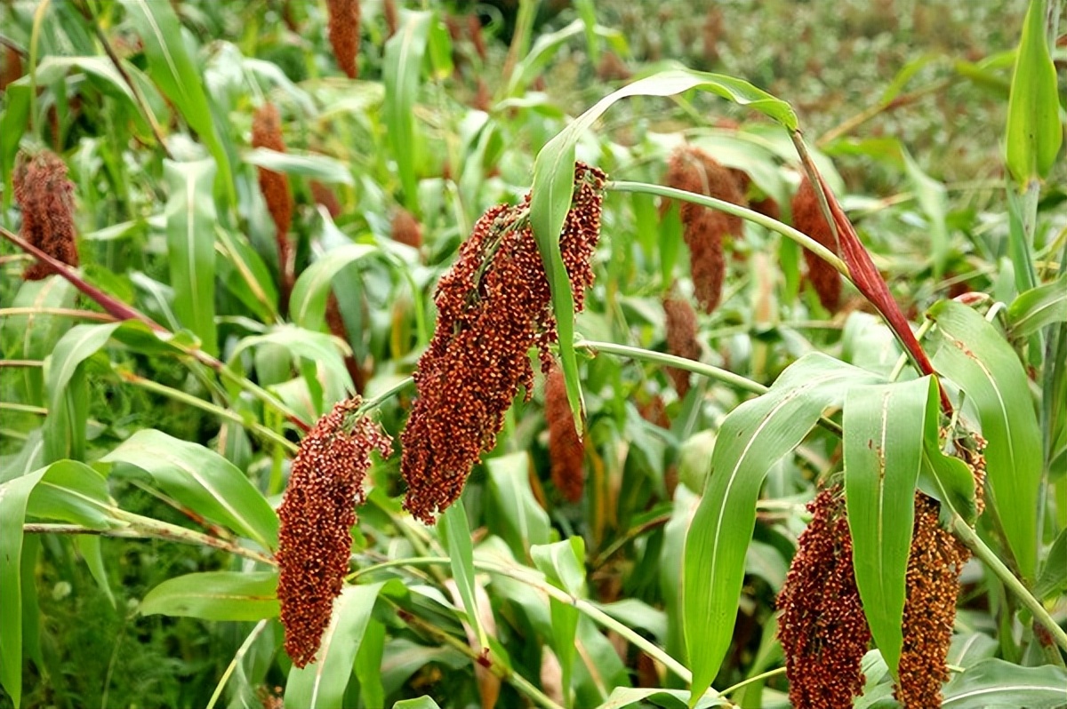 五粮液口感是不是比茅台好,五粮液是最好喝的清香型白酒吗