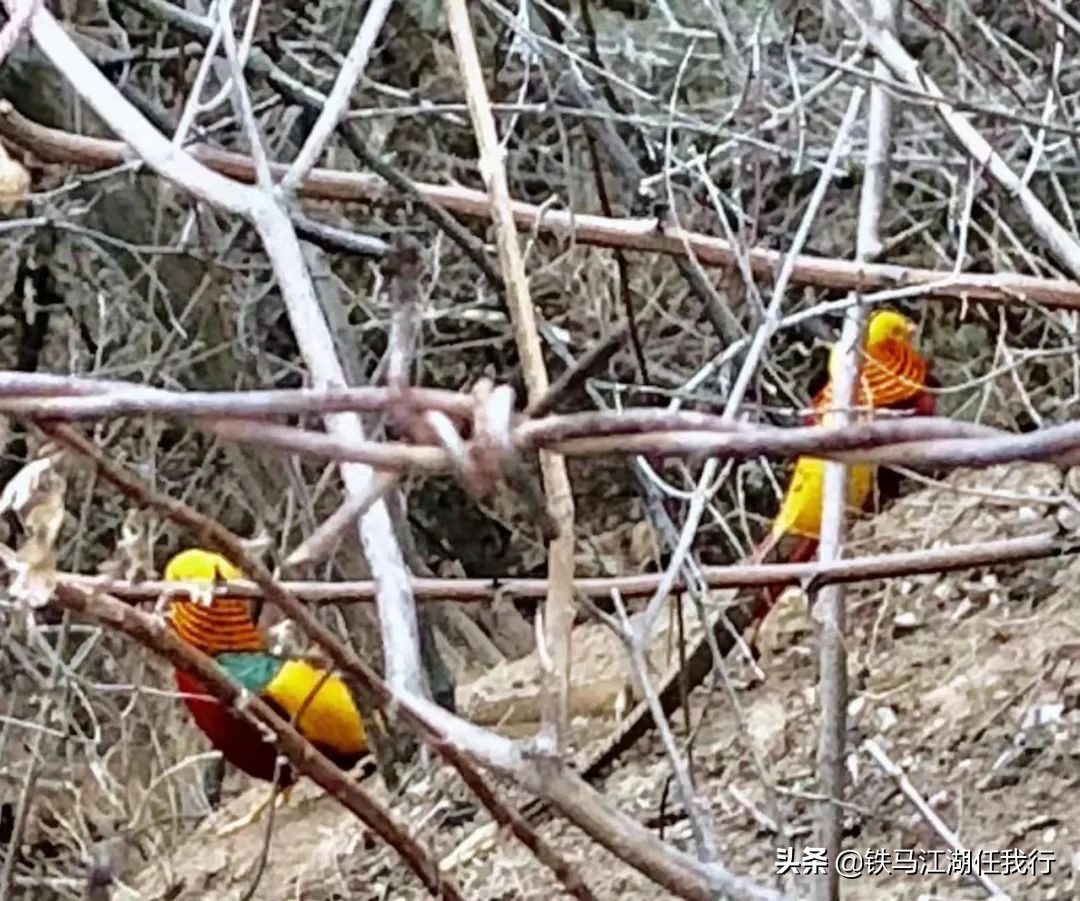 凤凰山锦鸡,凤凰山出现白腹锦鸡