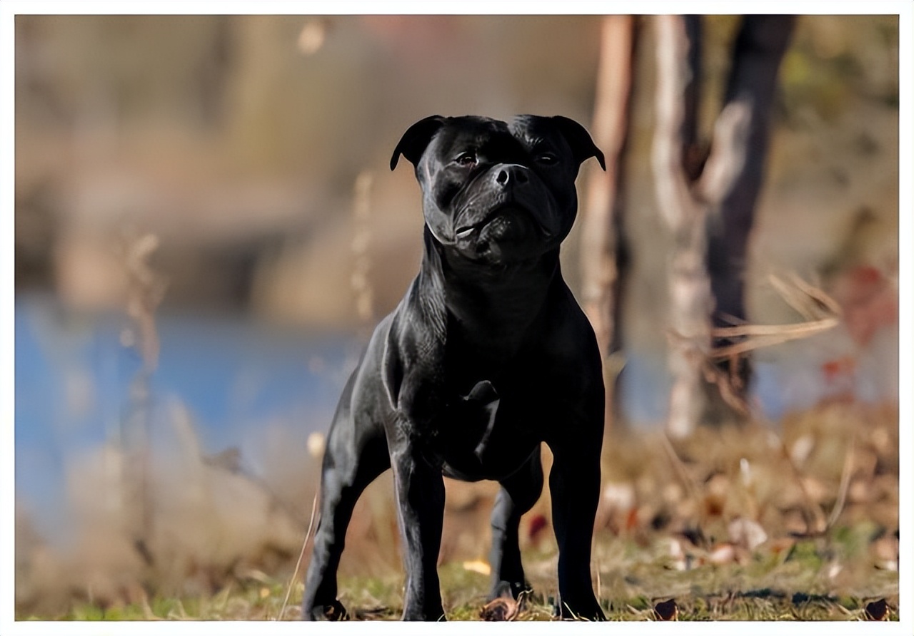 养狗狗的优点与缺点,为什么不建议养狗和猫