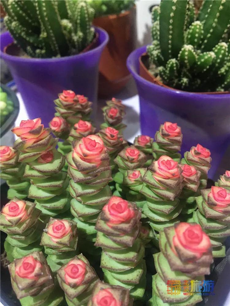 京南永清花卉批发市场,京南花卉批发市场