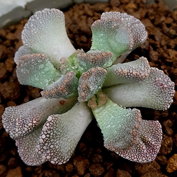 102个大类近500个多肉植物图片，都极其美丽，建议在家中也养一盆