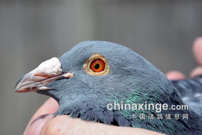 万里挑一的获奖者图片,万里挑一比赛视频