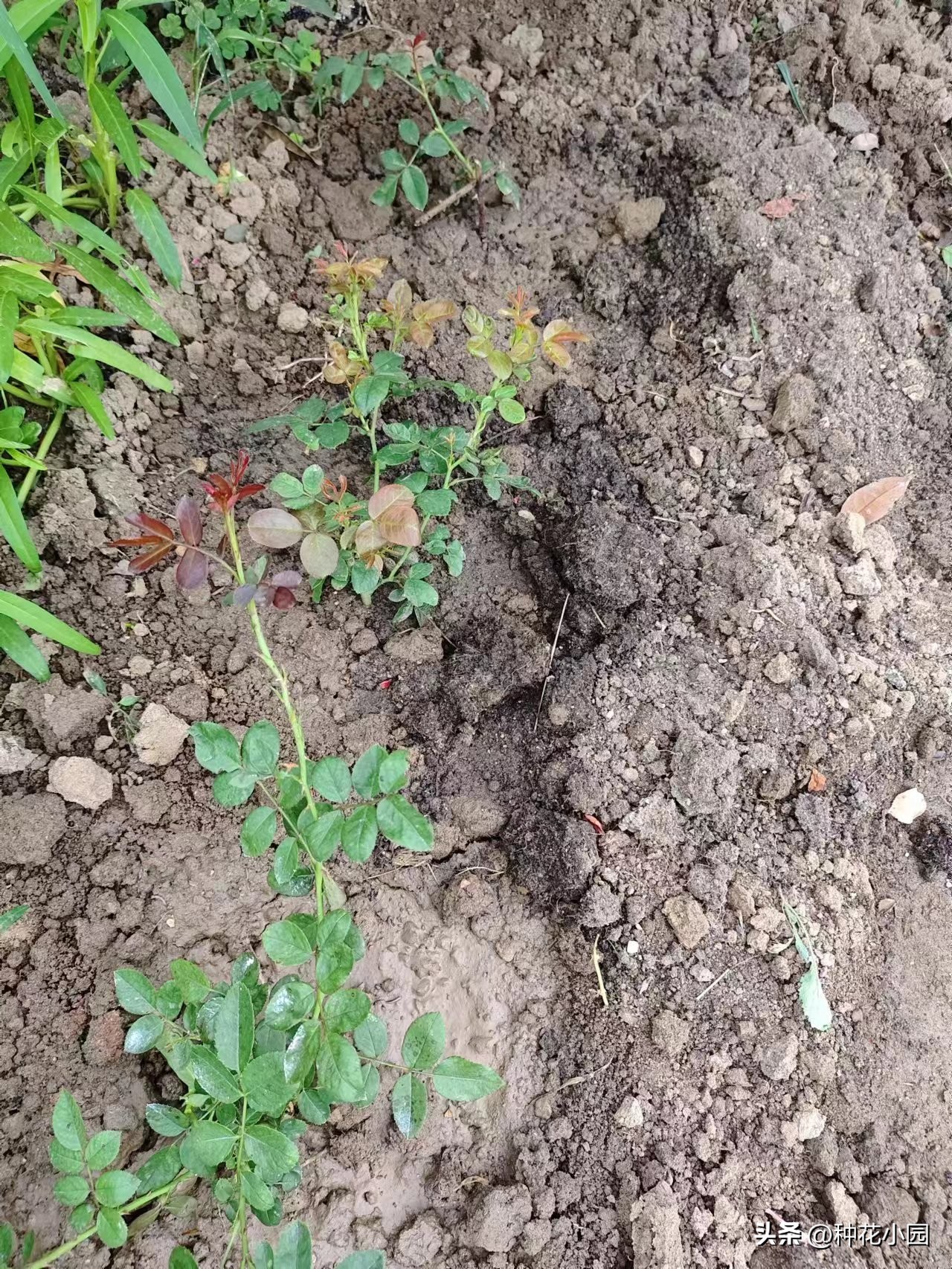 长时间不在家花怎么浇,月季在家怎么养成树状月季