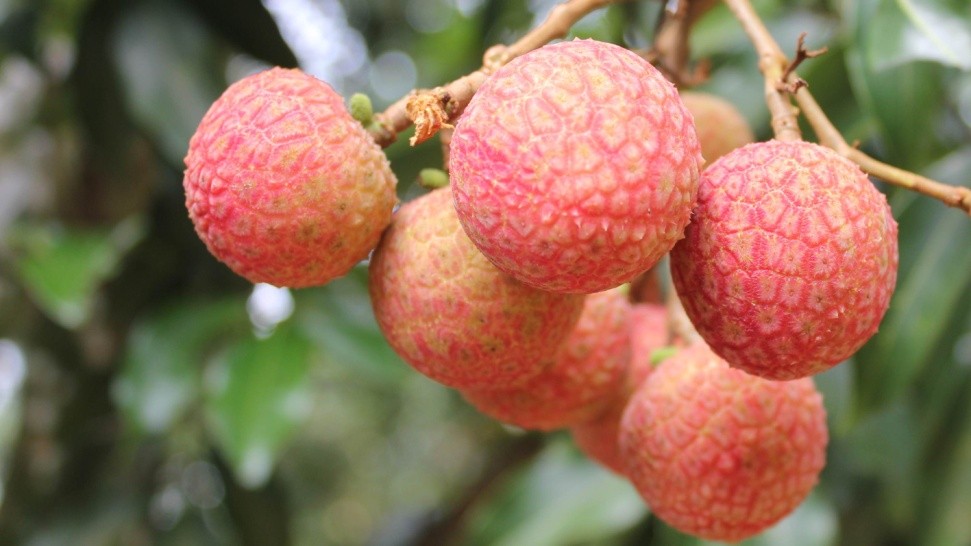 妃子笑荔枝卖出白菜价,荔枝妃子笑了果农哭了原因很戳心