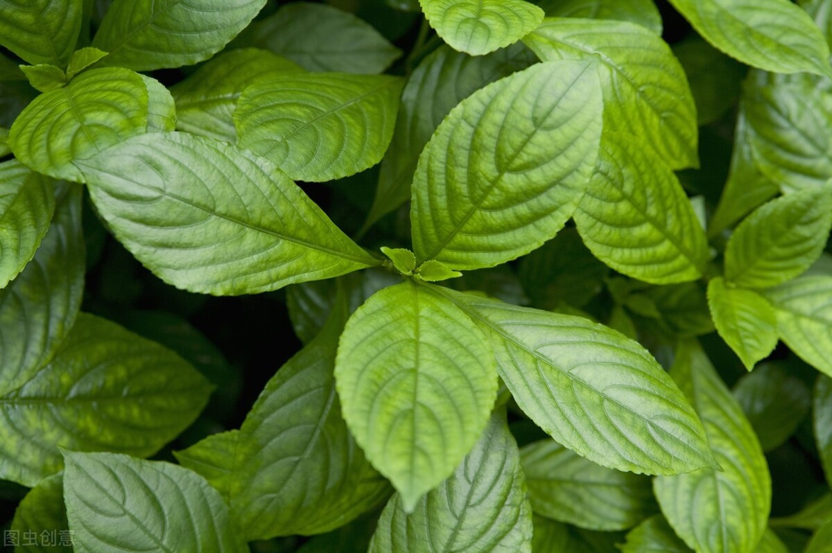 阿莫西林能跟蓝芩口服液一起用吗,阿莫西林能和蓝芩一起吃吗