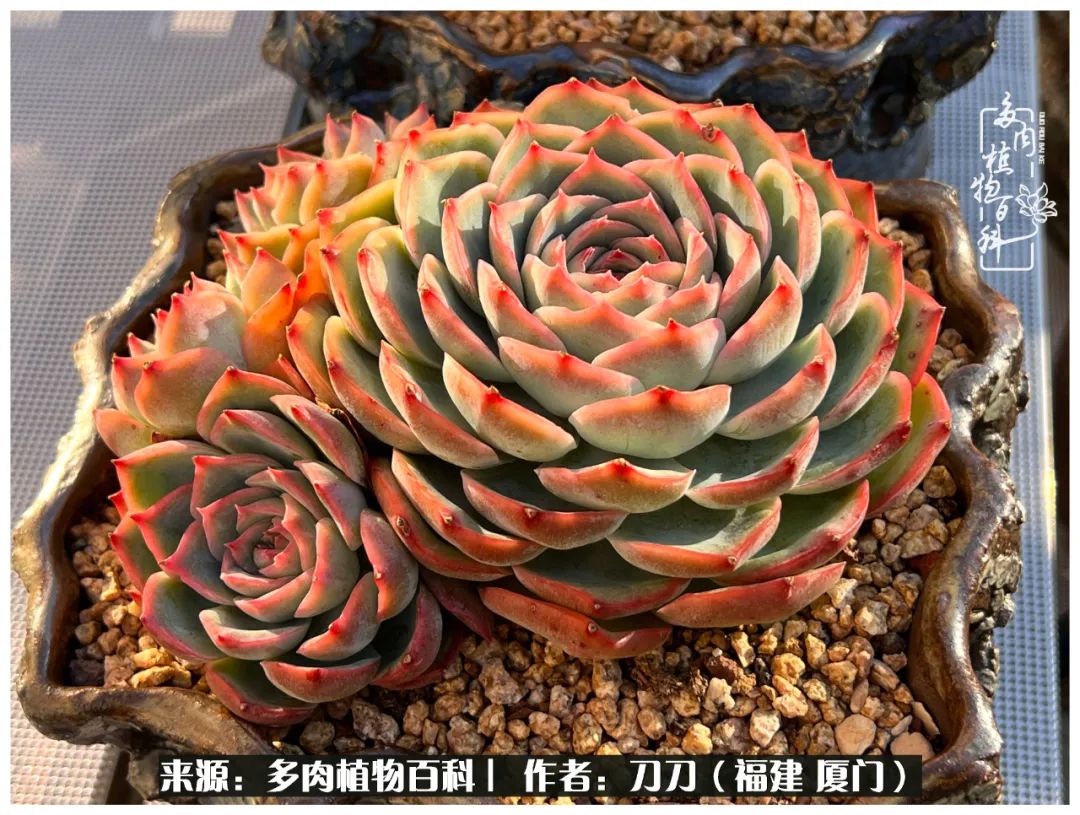 多肉夏季不好养品种有哪些,高花盆为什么养不好多肉