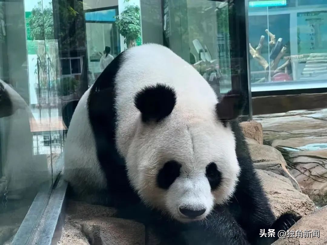 奥运冠军之城辽宁,奥运冠军最多的城市鞍山