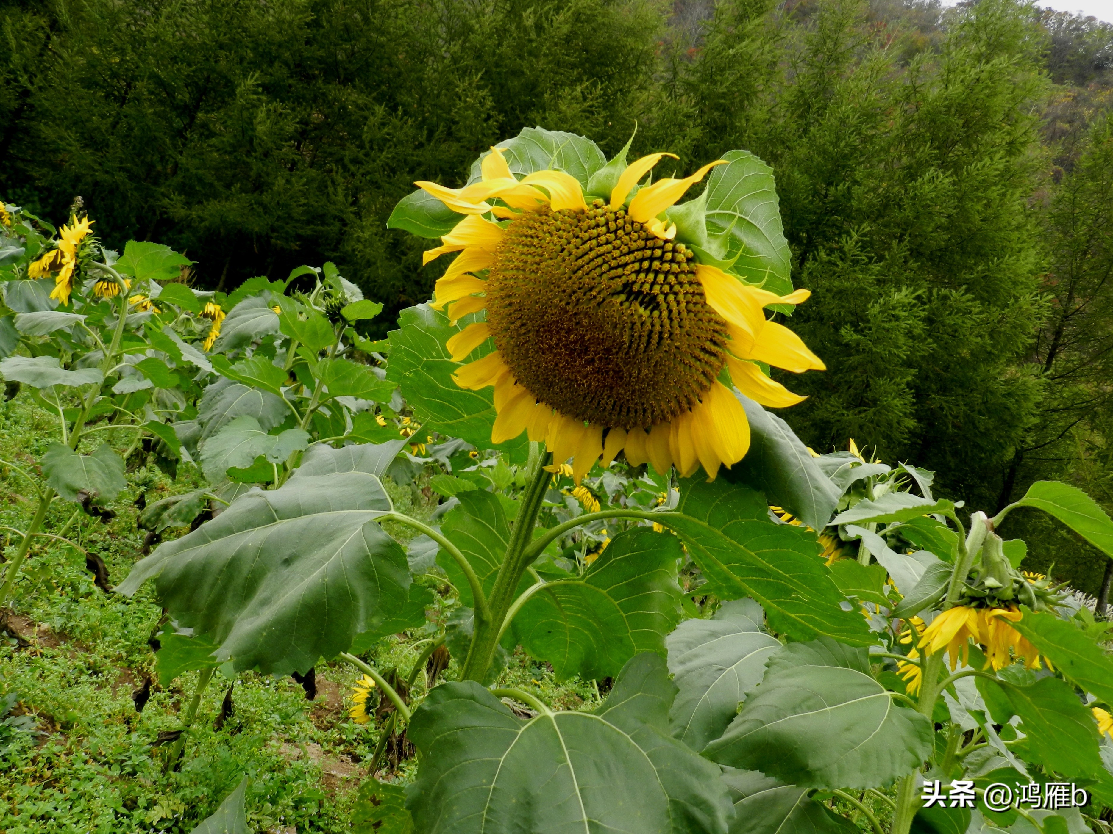 本溪温泉汤沟门票价格,本溪花溪沐枫雪温泉小镇