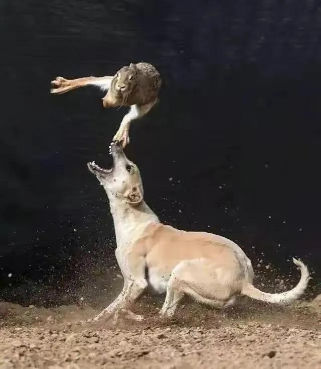 卡塔尔世界杯新闻摘抄,卡塔尔世界杯回忆录素材