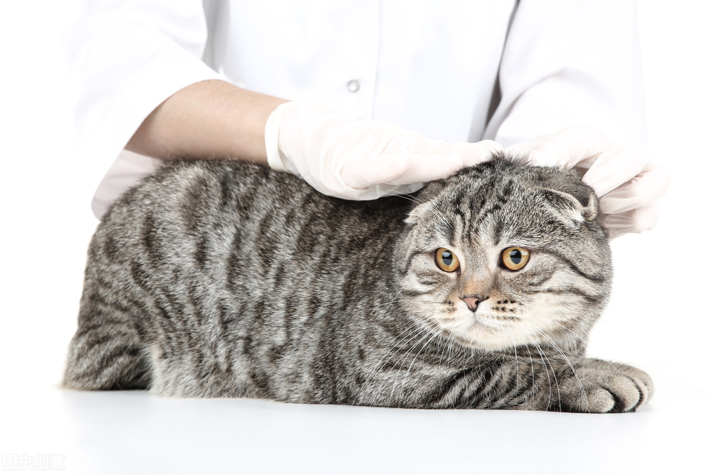 猫咪吐未消化的猫粮还拉稀,换猫粮后又吐又拉稀怎么办