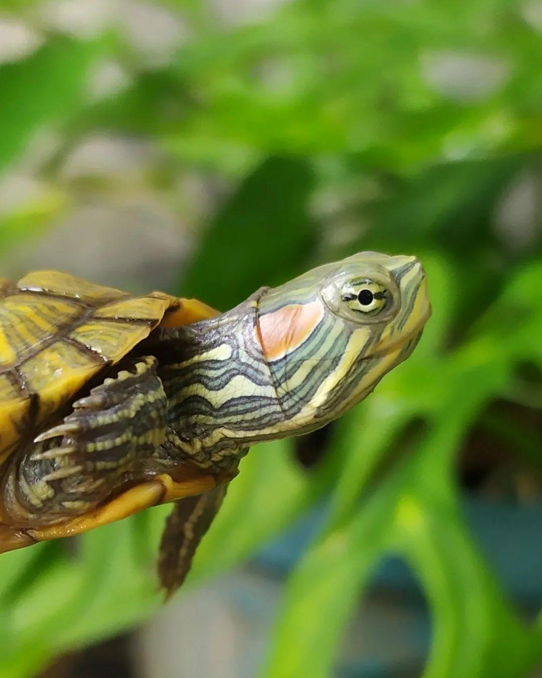 巴西龟一晒背甲就发白,巴西龟在水里泡的发白